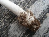Amanita sect. Vaginatae image