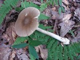 Amanita longicuneus image