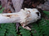 Amanita longicuneus image