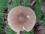 Amanita longicuneus image