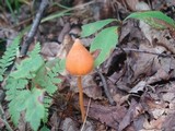 Entoloma salmoneum image