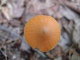 Entoloma salmoneum image