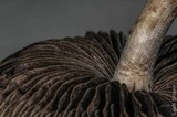 Panaeolus cinctulus image