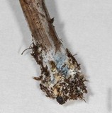 Panaeolus cinctulus image