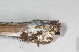 Panaeolus cinctulus image