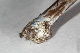 Panaeolus cinctulus image