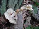 Megacollybia marginata image