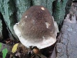 Megacollybia marginata image