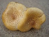 Neolentinus lepideus image