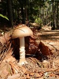 Amanita brunnescens image