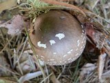 Amanita brunnescens image