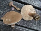 Tylopilus rubrobrunneus image