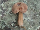 Tylopilus rubrobrunneus image