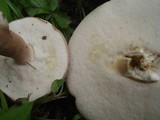 Tylopilus rubrobrunneus image