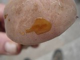 Tylopilus rubrobrunneus image