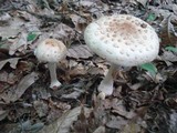 Amanita rubescens var. rubescens image