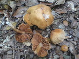 Cortinarius hinnuleus image