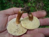 Gyroporus castaneus image