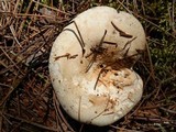 Lactarius subvellereus image