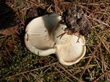 Lactarius subvellereus image