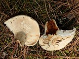 Lactarius subvellereus image