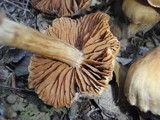 Cortinarius hinnuleus image