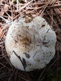 Lactarius deceptivus image