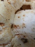 Lactarius deceptivus image
