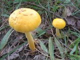 Amanita flavorubens image