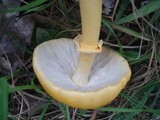 Amanita flavorubens image
