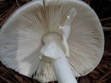 Amanita brunnescens image