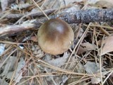Amanita brunnescens image