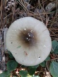 Amanita brunnescens image