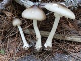 Amanita brunnescens image