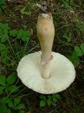 Leucoagaricus americanus image