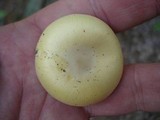 Amanita praecox image