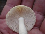 Amanita praecox image