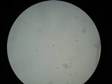 Amanita praecox image