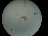Amanita praecox image