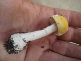 Amanita praecox image