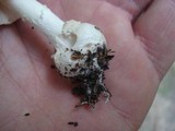 Amanita praecox image