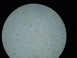 Amanita praecox image