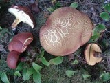 Baorangia bicolor image