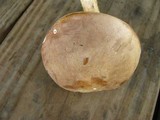 Tylopilus rubrobrunneus image