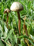 Panaeolus bisporus image