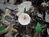 Lactarius chrysorrheus image
