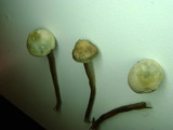 Panaeolus bisporus image