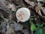 Lactarius chrysorrheus image