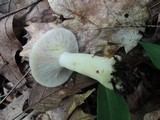 Lactarius chrysorrheus image