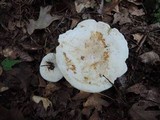 Lactarius subvellereus image